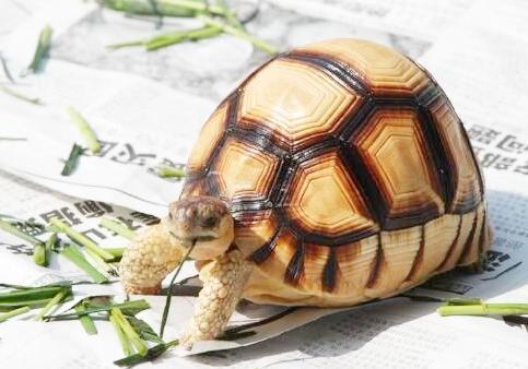 豹纹陆龟可以长期吃苦菊吗