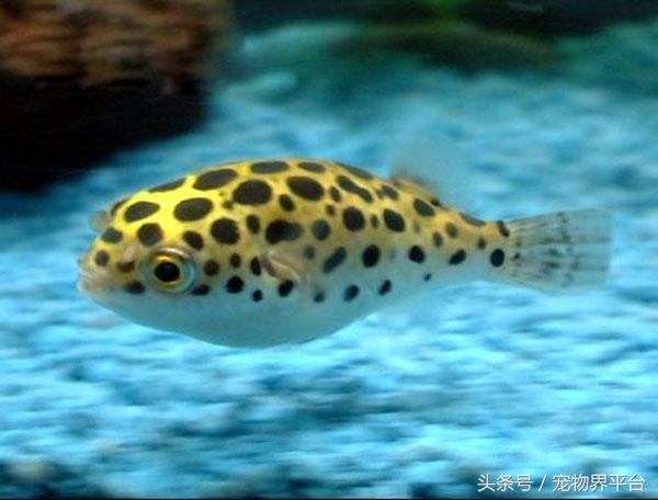 潜水艇鱼什么时候繁殖呀?怎么繁殖的?