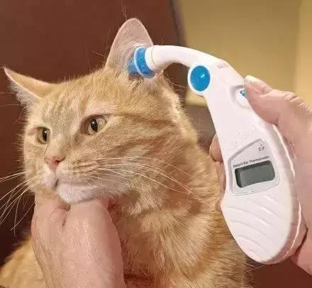 我家猫咪耳朵鼻子爪子的温度都比平时高呼吸急促是怎么了