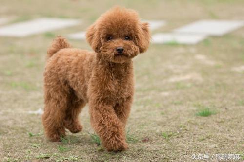 泰迪犬口臭怎么办 经验 院勾问答