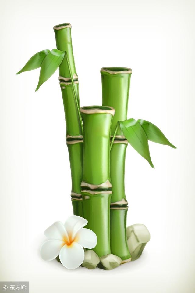 bamboo是什么意思(leaves是什么意思)