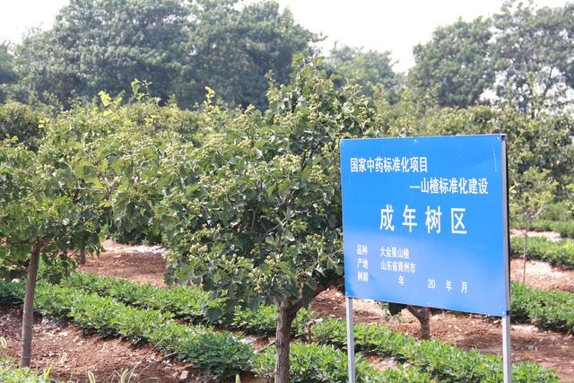 匠心凝聚:一颗山楂到一滴美酒的旅程
