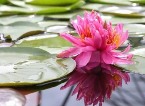 “七蒂睡莲”奇花惊现广州莲花山，震动眼球