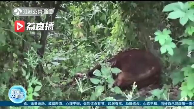 公牛突然发疯狂躁伤人 砰！民警持枪当场击毙疯牛