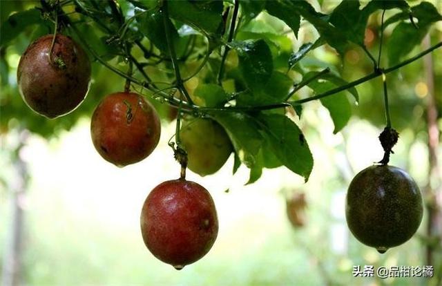 百香果可以种在浙江台州吗