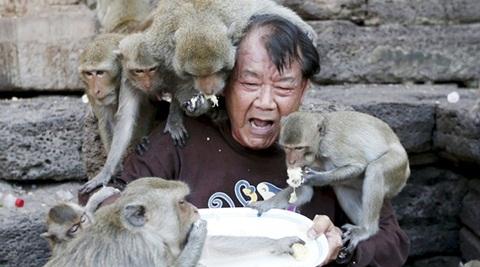 万只恶猴“统治”泰国名城，偷抢打砸还伤人，警察直接投降...