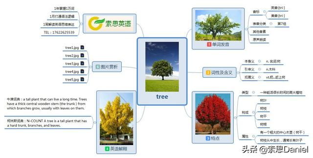 树用英文怎么说(树的英文单词怎么写)