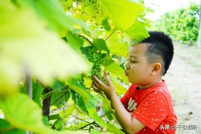 |北京休闲好去处｜春日农场葡萄园田间小课堂开课啦