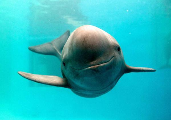 江豚_淡水鱼类_西南渔业网 水花鱼 水产养殖专业网 渔业行业门户网