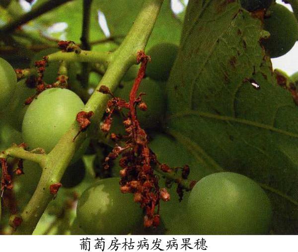葡萄溃疡病致命性新型病害中后期盛发果农千万不能大意
