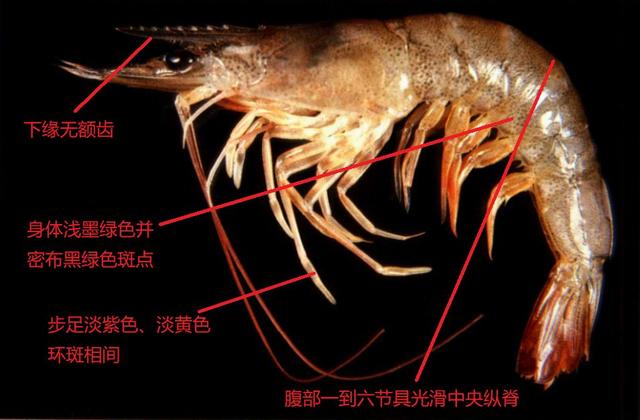 虾类图鉴对虾的外部结构与虾体基本构造