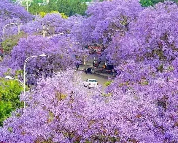 蓝花楹 紫色 别称紫云木的花语是什么 友邦知识网