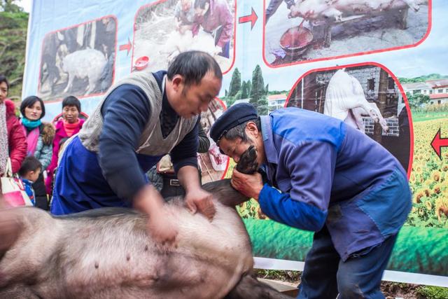 吹猪什么意思(吹猪是生气的意思吗)