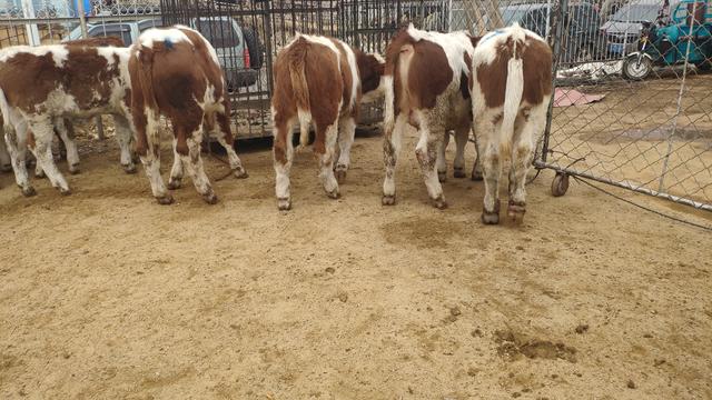 养牛人的疏忽造成了很大损失，六十多头牛损失