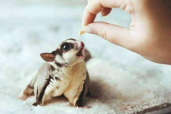 鼯鼠多少钱一只蜜袋鼯多少钱一只