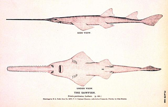 世界上最怪异的鱼类—绿锯鳐，头顶一把利刃，堪称海里的电锯狂魔