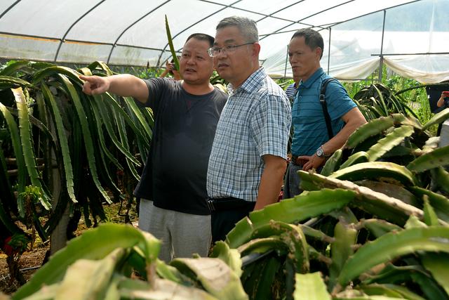 知联会|涪陵知联会农业分会走进康丰火龙果基地、展禾农业公司开展调研活动