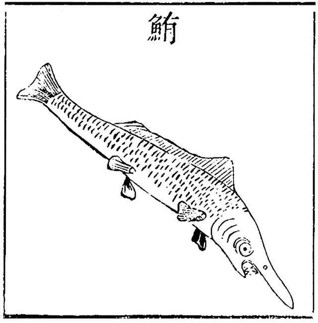 长江白鲟:古人眼中兴风作浪的水怪_淡水鱼类_西南渔业网 水花鱼 水产