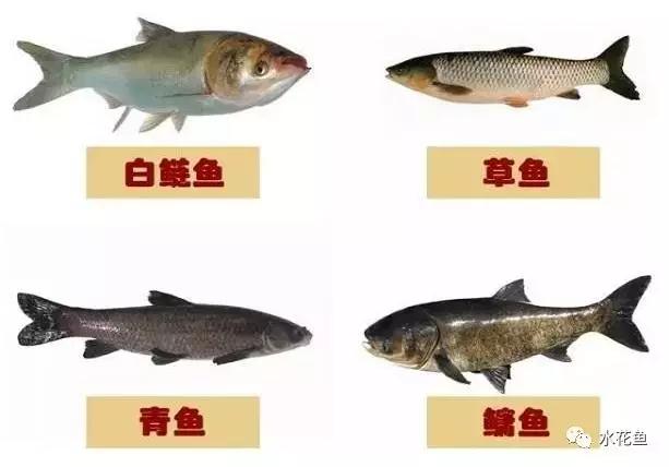 鱼类特有的四个生物学特性---食性与胃肠结构，呼吸，栖息，繁殖