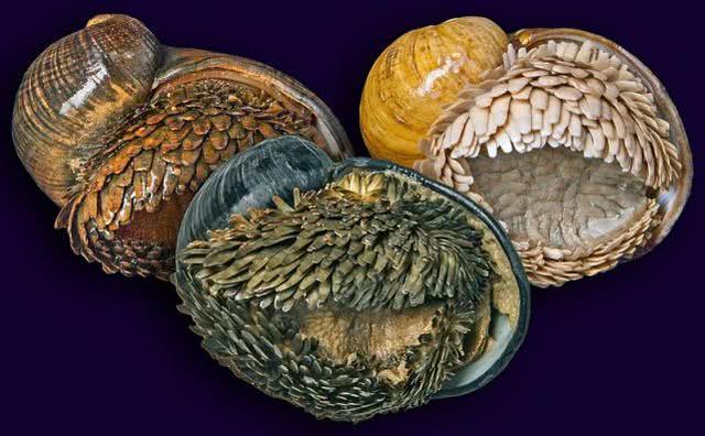 蜗牛的身体是由什么部分组成的