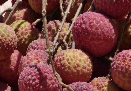 臺(tái)山市2020年云端上的巾幗“僑鄉(xiāng)農(nóng)耕節(jié)”來(lái)啦！邀請(qǐng)你來(lái)一起嗨