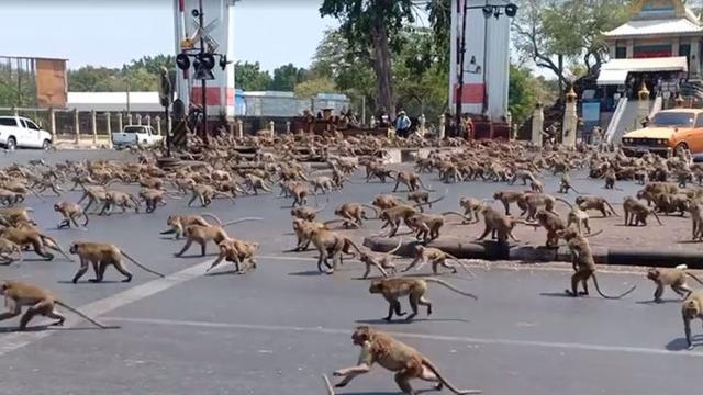 万只恶猴“统治”泰国名城，偷抢打砸还伤人，警察直接投降...
