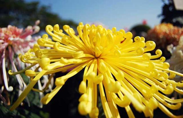 馥郁芬芳是什么意思(芬芳馥郁下一句是什么)