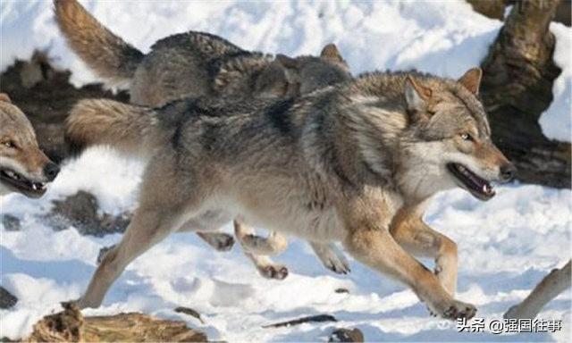 狼狈是什么意思狼狈的解释