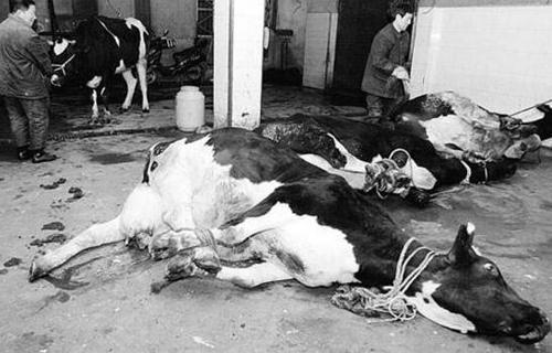 外星人屠牛事件，案件发生时有不明飞行物出现的报告