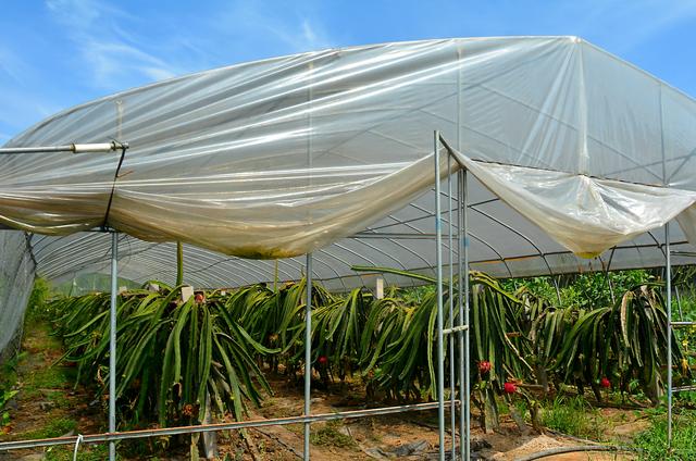 知联会|涪陵知联会农业分会走进康丰火龙果基地、展禾农业公司开展调研活动