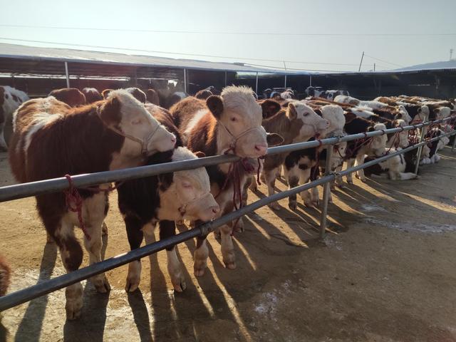 养牛人的疏忽造成了很大损失，六十多头牛损失