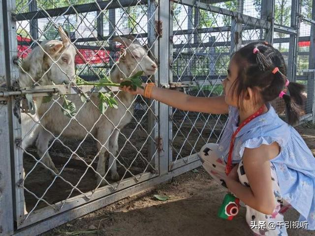 |北京延庆好去处：春日农场任大叔家的葡萄熟了