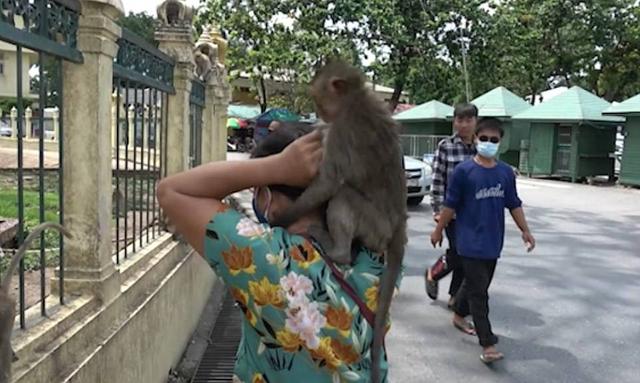 万只恶猴“统治”泰国名城，偷抢打砸还伤人，警察直接投降...