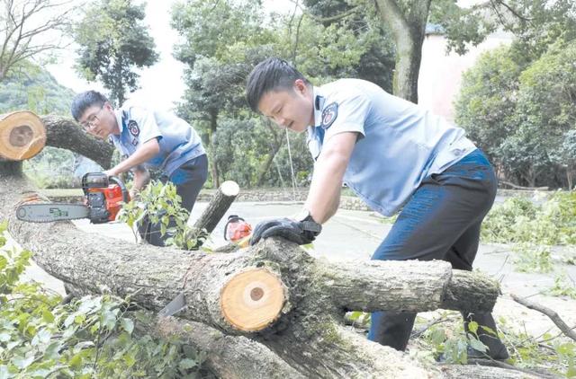 迎战台风“黑格比”倒伏树木，中能装备QTG300成道路清障利器