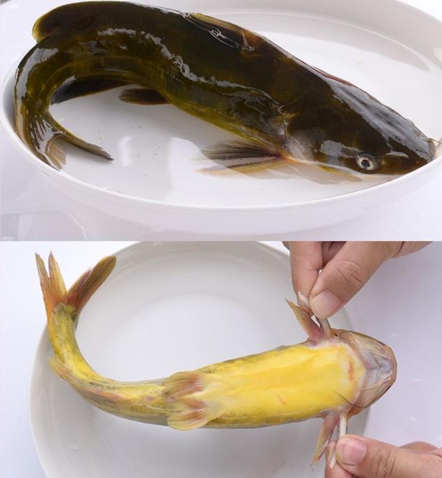 黄颡鱼从繁育到养殖饲育管理是关键