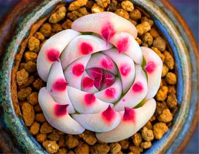 多肉植物透明的大概是什么品种 五福知识网