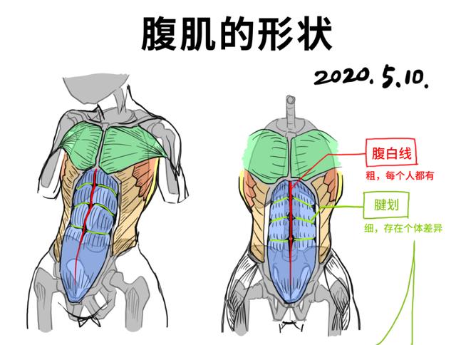 男生腹肌和女生馬甲線的畫法有什麼區別人體肌肉結構的繪畫講解