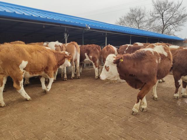 养牛人越来越多，这行到底能不能行？还能不能