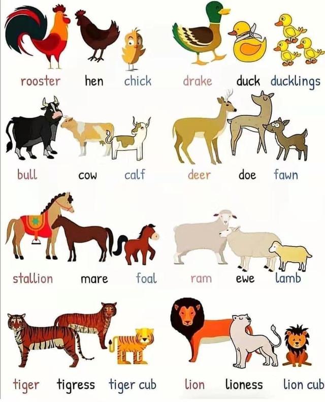 公鸡用英文怎么说(公鸡用英语怎么说读)