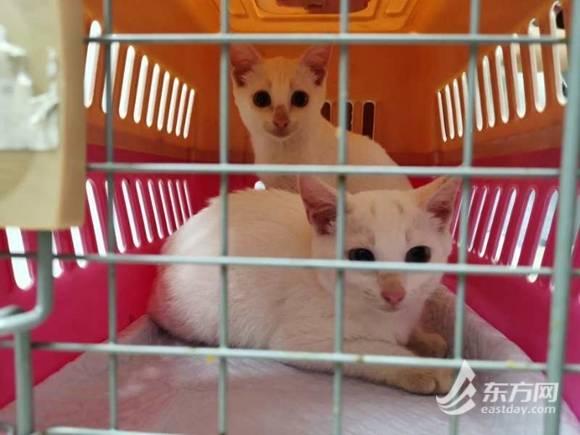 TNR调查｜上海民间组织2年为上千只流浪猫做绝育，推广难在哪？