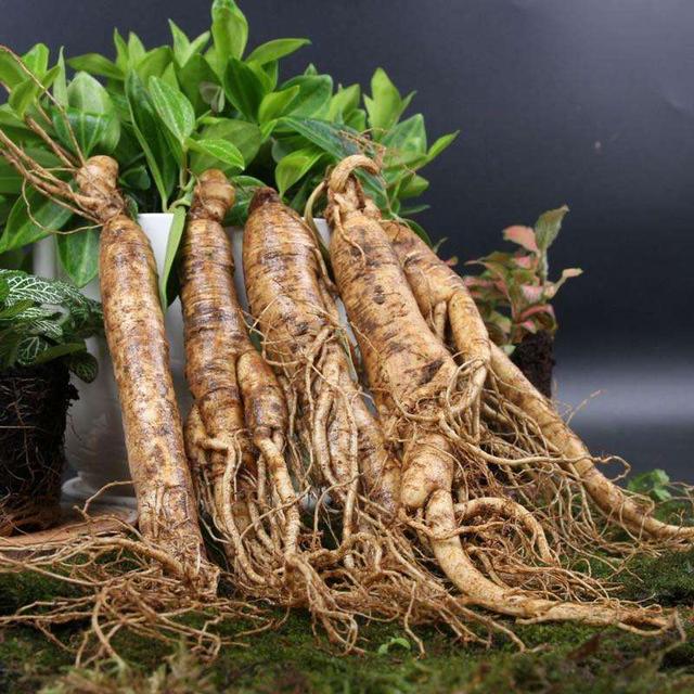 人参什么时候种(人参苗一棵多少钱)