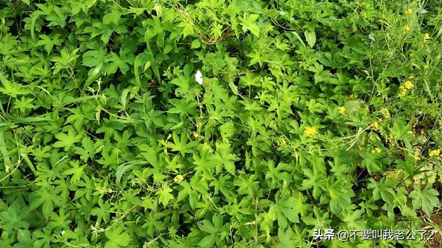 割人藤 葎草 有什么功效吗 爱游钓鱼网