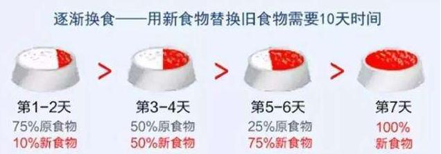 养了“泰迪犬”几年，花了上万元医药费后，我明白了这7个道理