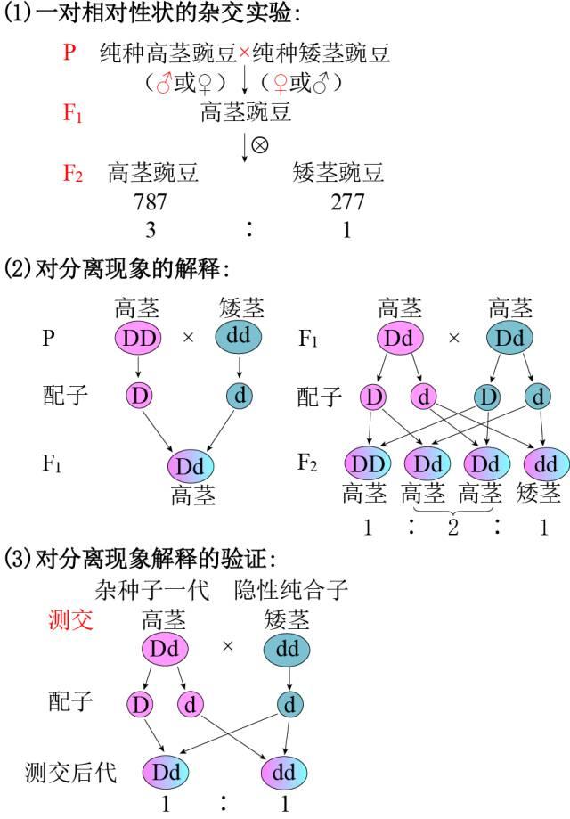 在完全顯性的條件下(完全顯性是什麼意思)