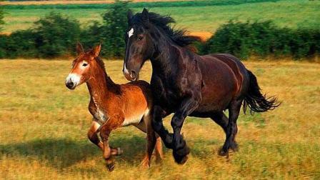 真实存在的四种杂交动物，第一种很常见，第四