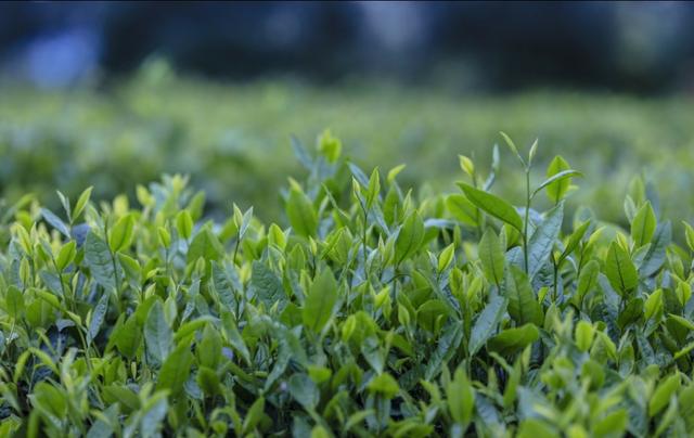 �쳾֮���в��㣺�������ɮʷ��