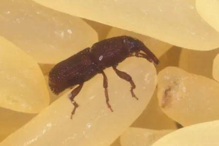 米袋里凭空出现的甲虫，你吃的每碗饭都可能含有它们的虫卵 生活与健康 第8张
