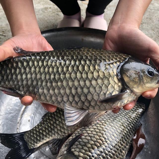 中科5號異育銀鯽池塘主養(yǎng)技術(shù)_官芳芳