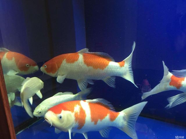 是裸缸养鱼好还是铺沙石好 爱游钓鱼网