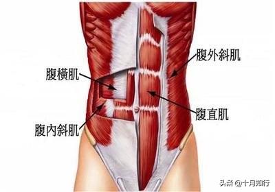 想要練出腹肌馬甲線並不難，減脂以後堅持6個動作，雕刻腹肌線條